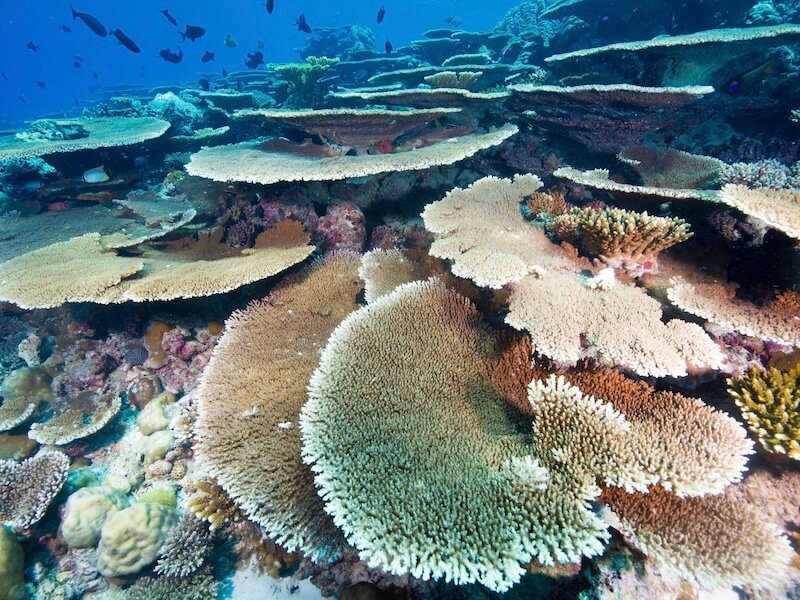 Coral Reef in Maldives