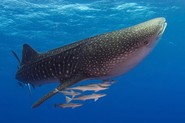 Destination Maldives Whale Shark