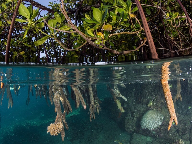 Mangrove in the Solomon Islands