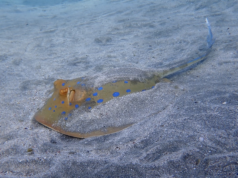 Bluespotted Ribbontail Ray