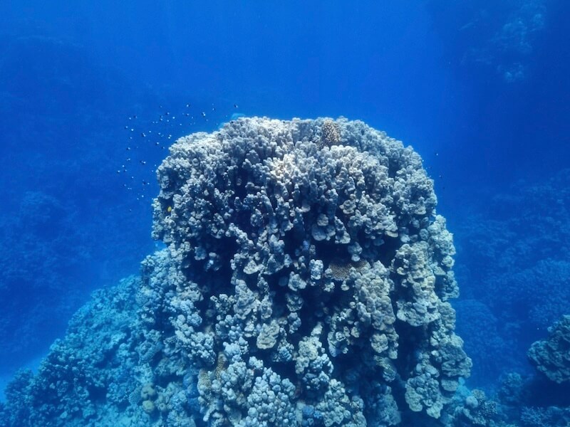 Coral Reef in Saudi Arabia