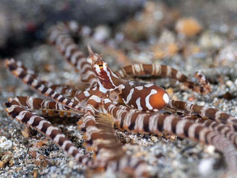 Wonderpus Octopus in Lembeh