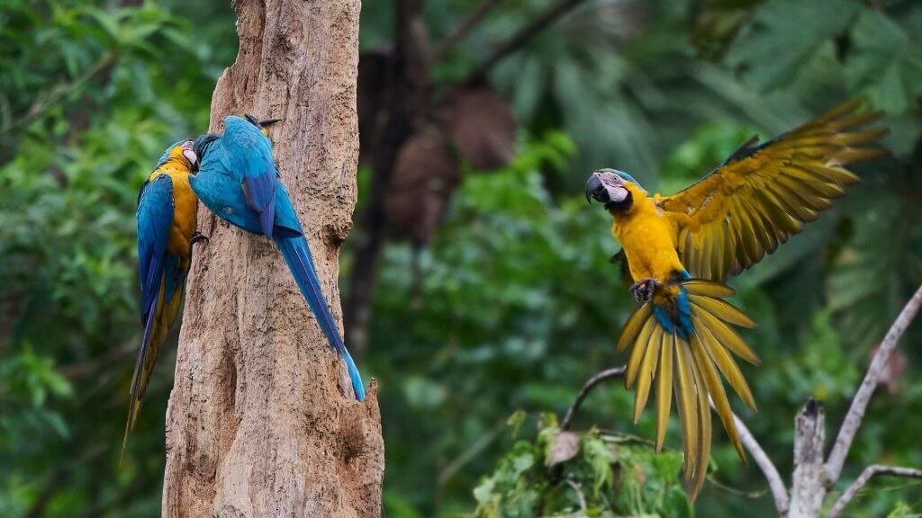 Parrots in Amazon forest Ecuador