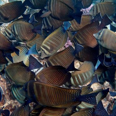 School of Sailfin Tang - Red Sea 2026